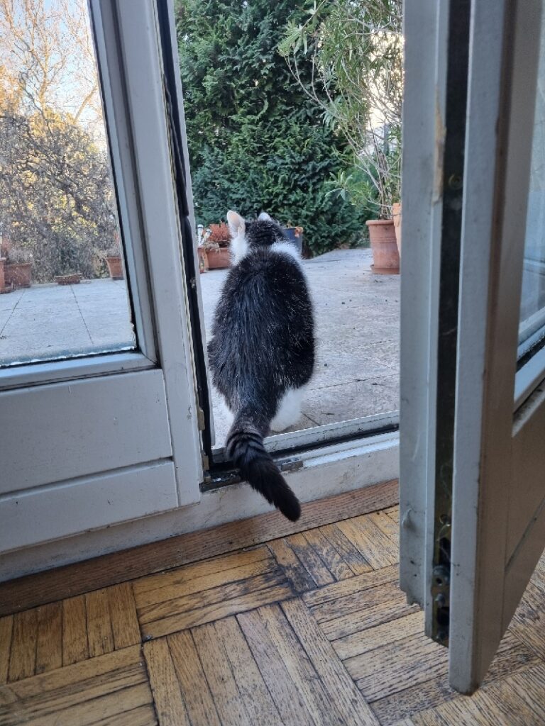 Cat stands in doorway looking to its left