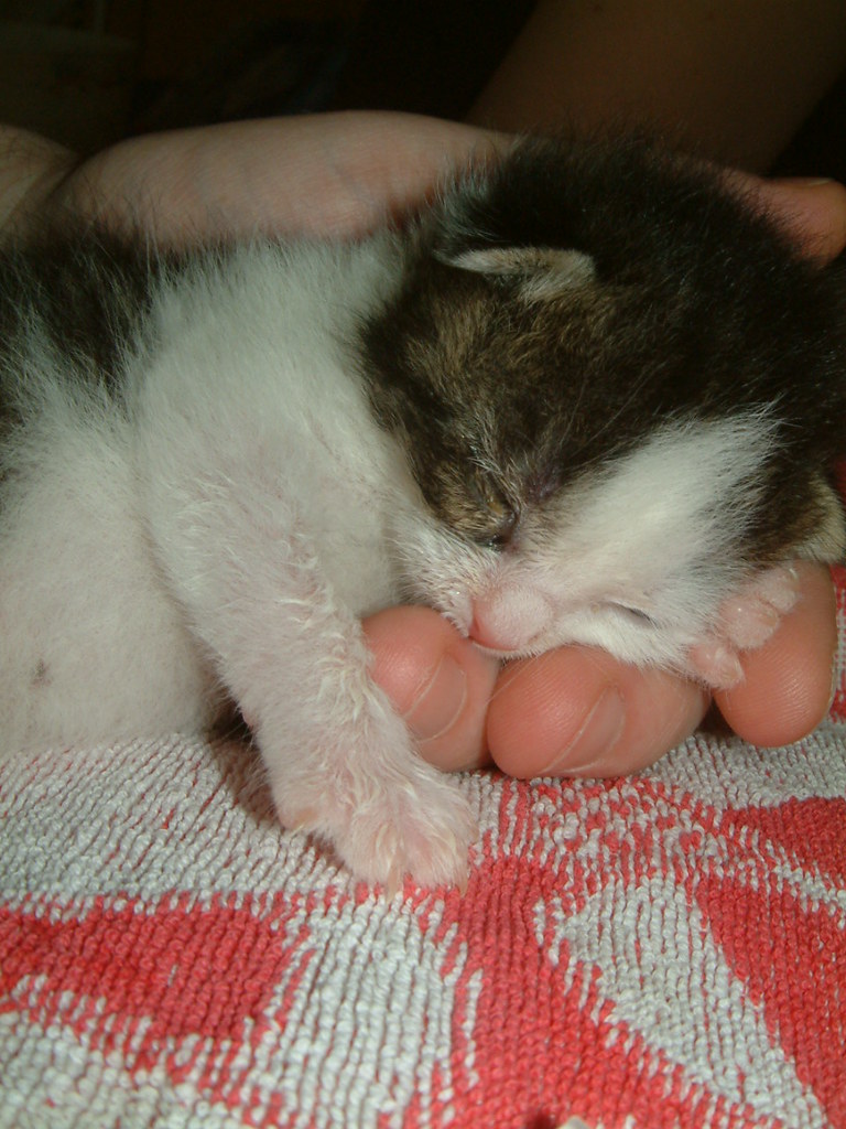 A kitten sleeps on the fingers of a human hand