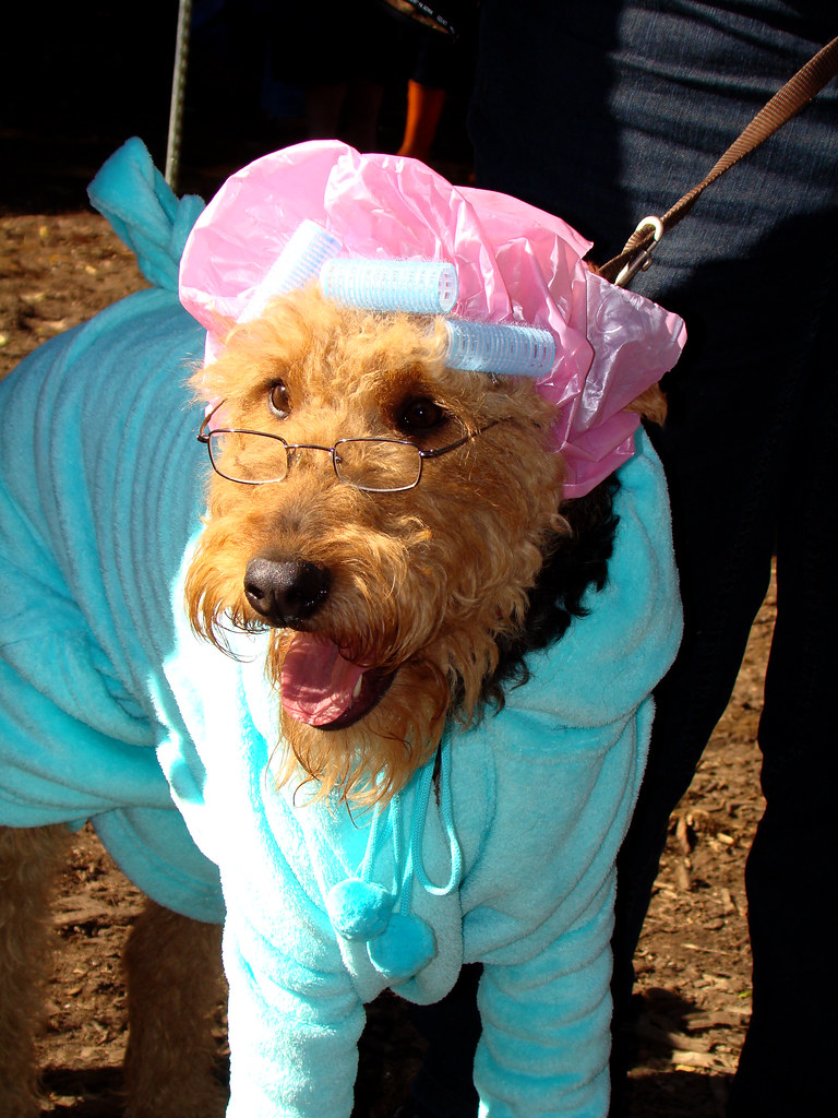 A dog with curly orange fur wears a blue housecoat, a shower cap and curlers on its head.