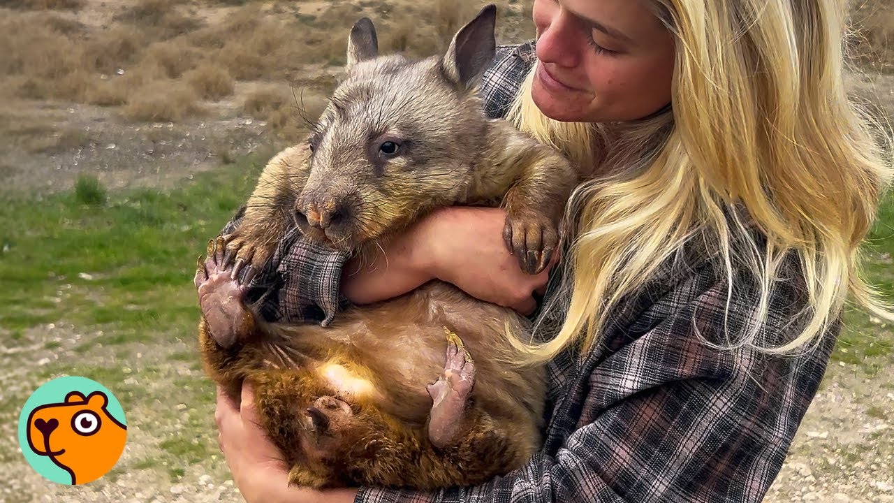 A young woman with blonde hair cradles a wombat in her arms and looks at it admiringly.