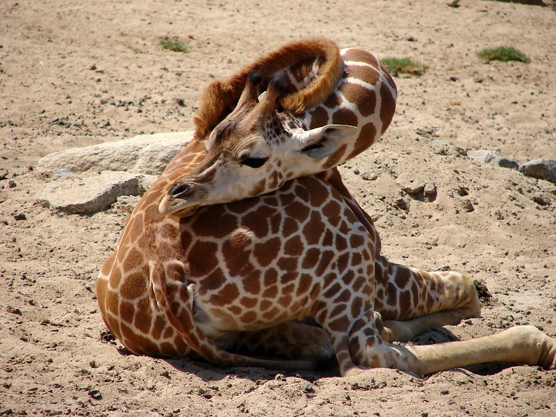 a young giraffe rests on the ground with its long neck bent around to allow its head to rest on its back.