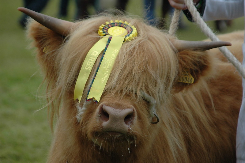 A young bull calf with hair completely covering its forehead wears a yellow prize ribbon.