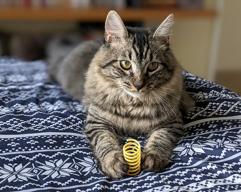A cat lies on a bed and holds a plastic spring toy between its paws. 