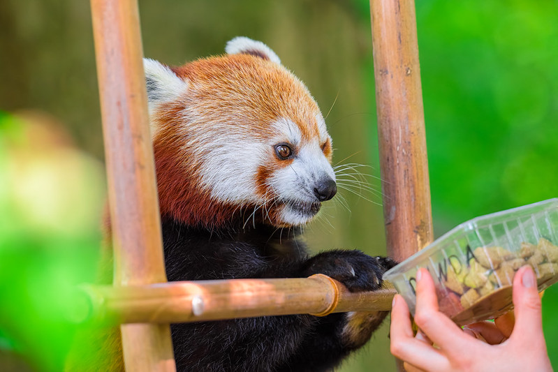 A red panda stands up on a bamboo ladder and looks disdainfully at a plastic box of food labeled "panda."