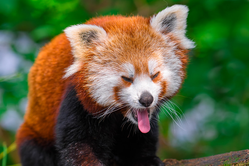 A red panda with its eyes closed and tongue out as if retching.