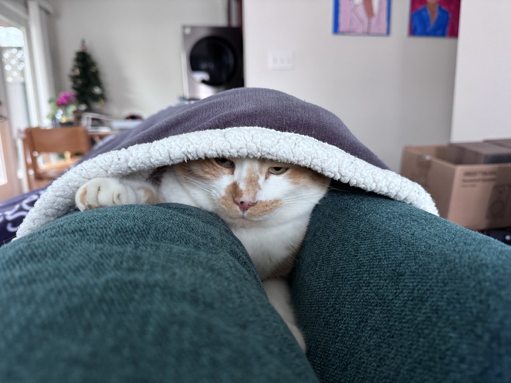 A cat sits on the back of a sofa covered by a blanket so that only its face is visible.
