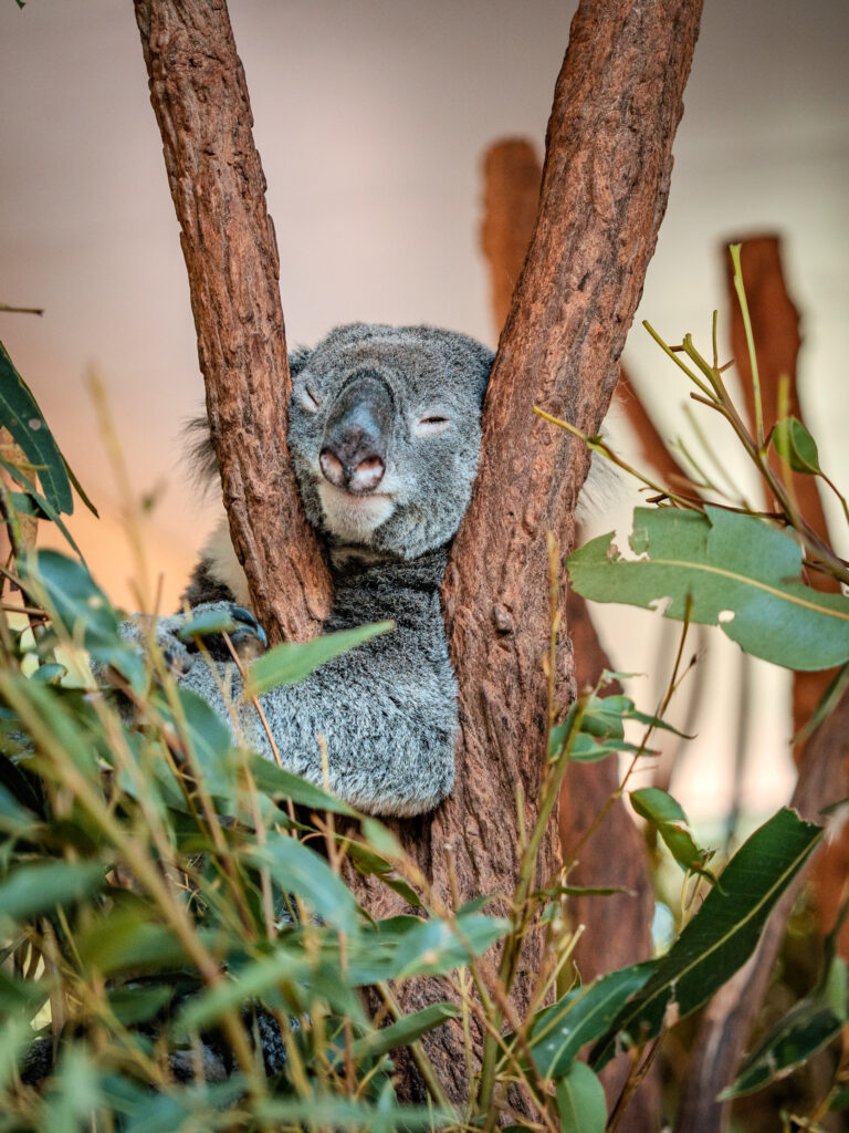A koala sleeps in between two forked upright branches with its head wedged in between them.