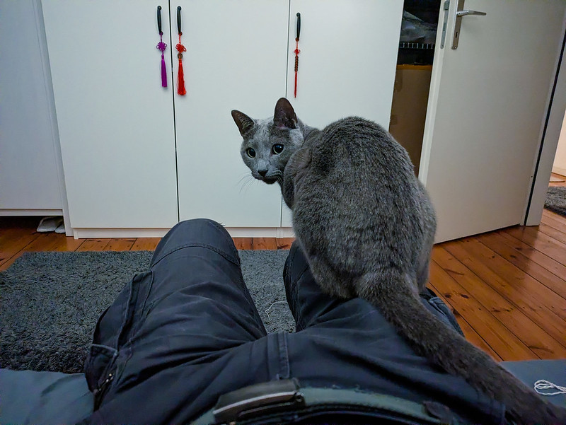 A gray cat sits on the knee of a person as seen from the person's point of view. The person appears to be reclining.
