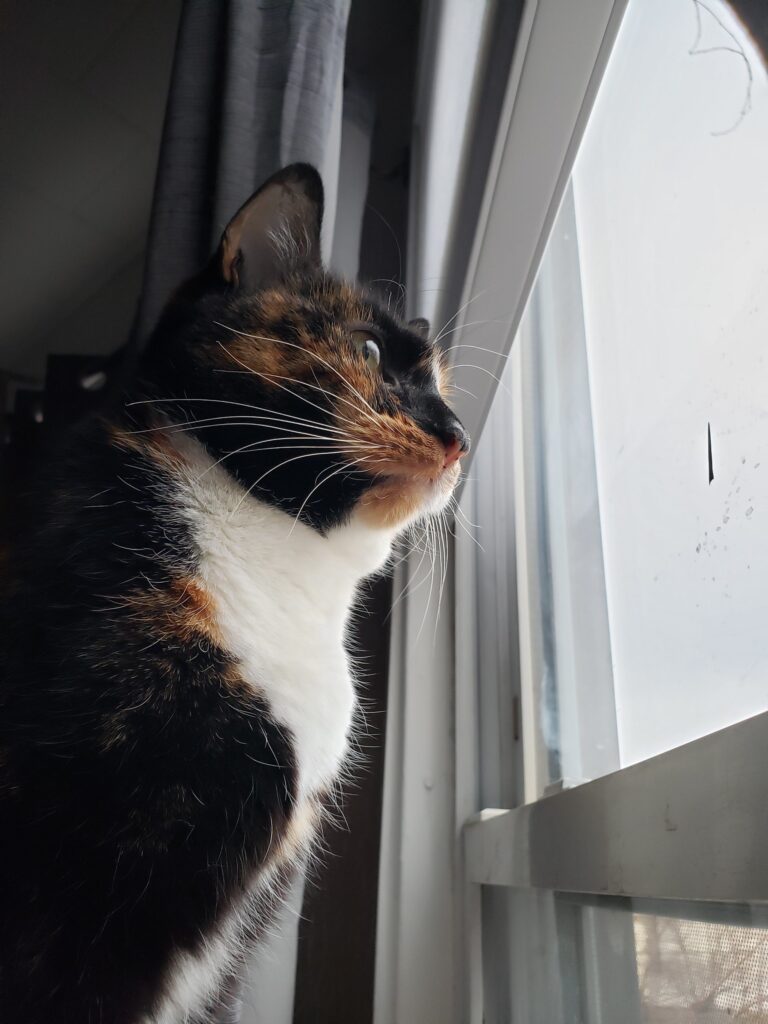 A cat looks out of a window into the distance