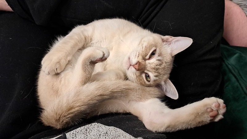 A white cat lies curled on its back looking at you with its arms and legs in random positions and its tail covering its bottom half.