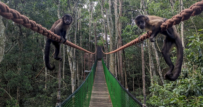 A narrow rope bridge extends into the distance. On either side of the bridge two monkeys perch on the rope handrails.