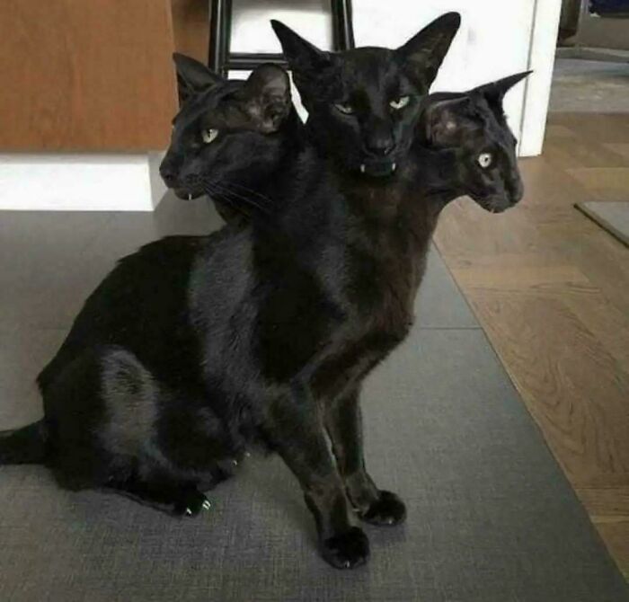 Three black cats standing close to each other, photograph from a confusing perspective that creates the appearance of one cat with three heads