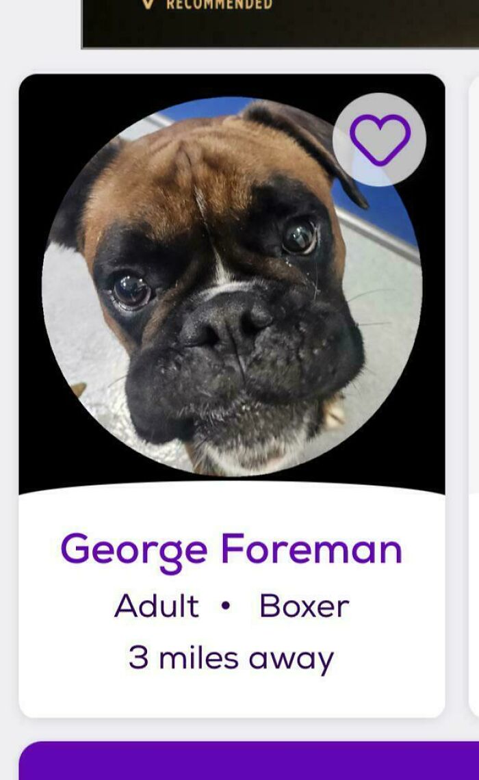 Photograph of the face of a boxer dog. Underneath the photograph the name George Foreman and "adult boxer 3 miles away"