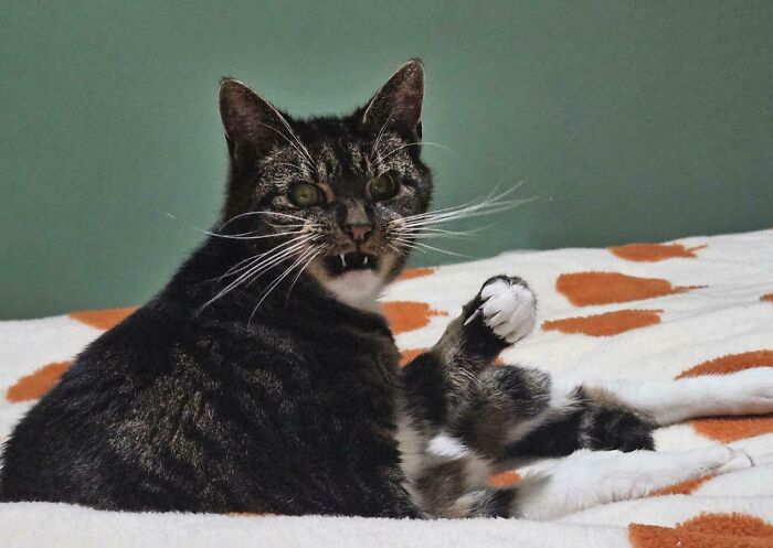 A cat looks at you with a surprised expression 
