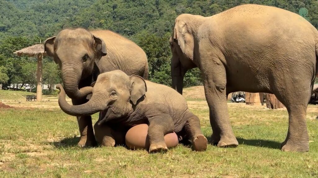 An elephant with a joyful smile on its face sits on a large inflated ball while two other elephants stand nearby.