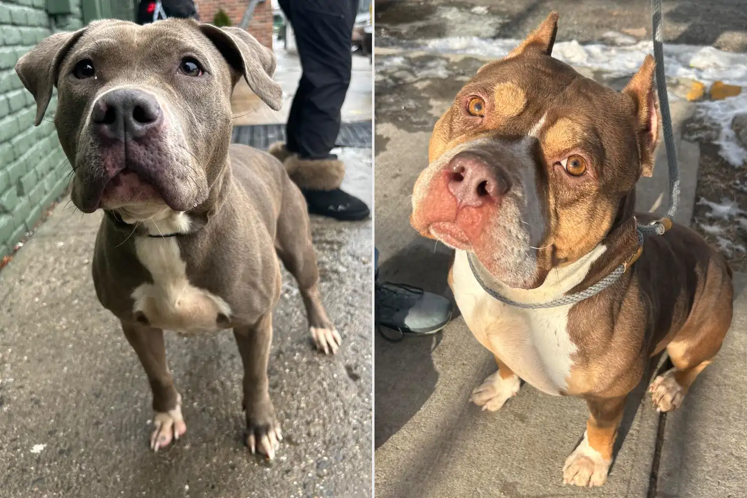 Side by side photos of two dogs.