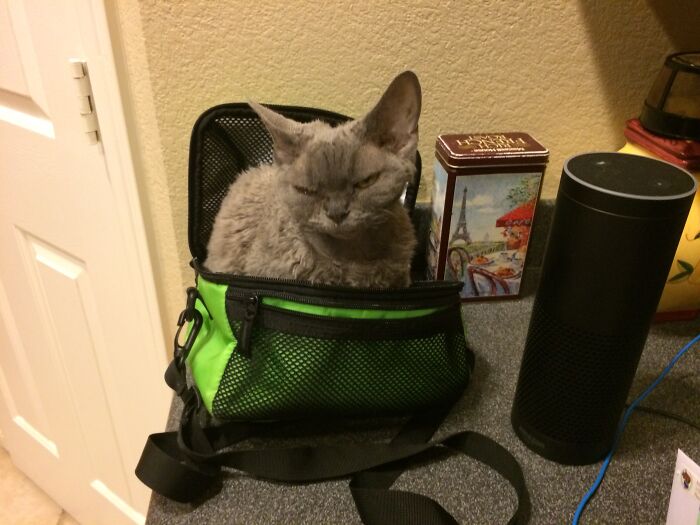 A grey cat sits in a nylon lunch bag