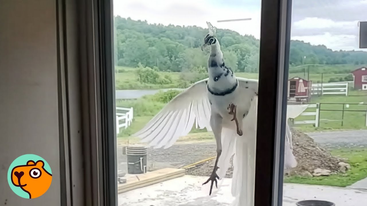 A white peacock leaping in the air, seen through a window