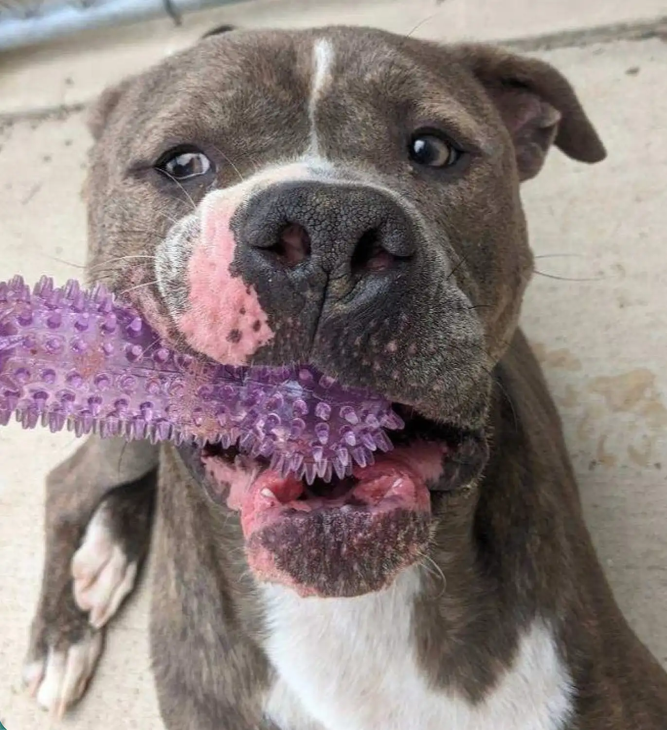 A dog with a chew toy in its mouth