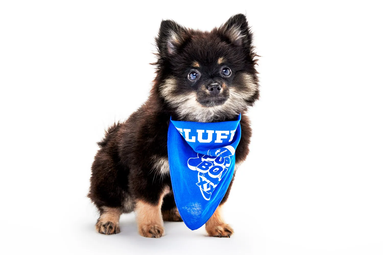 A Pomeranian dog with dark fur and a white muzzle looks at you wearing a blue bandana around its neck