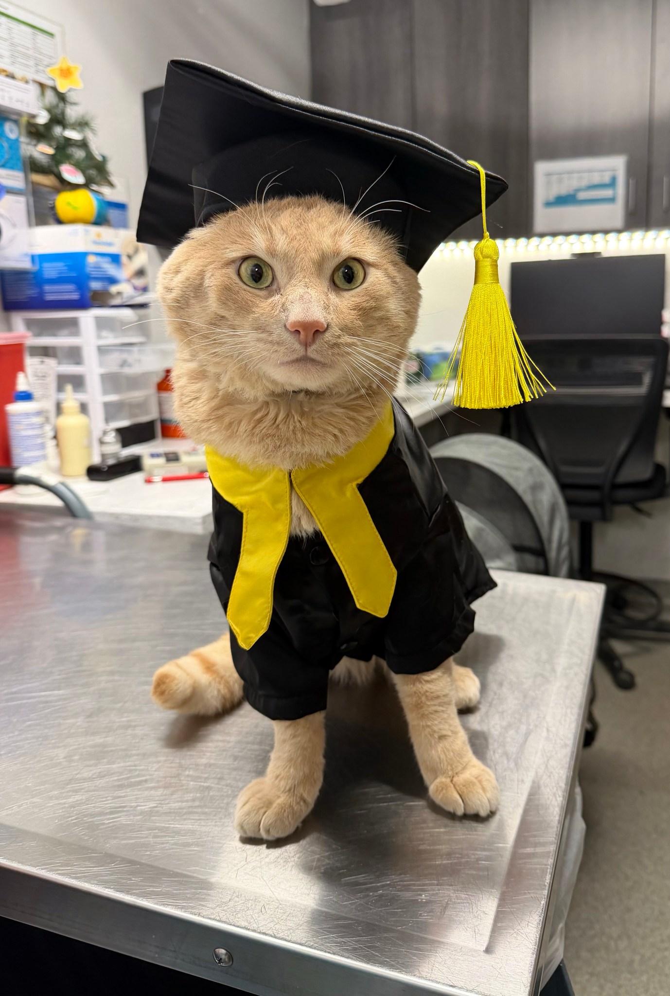 Cat wears a graduation cap and gown.