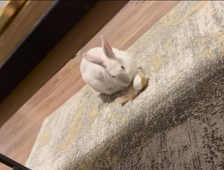 A white rabbit plays with a toy ball.