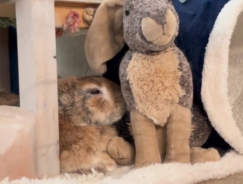 A rabbit lies on its belly and licks a stuffed rabbit