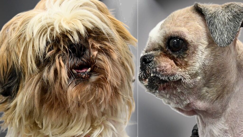 Side by side photographs of the same dog. The photo on the left shows the dog before having her face shaved, the second afterwards.