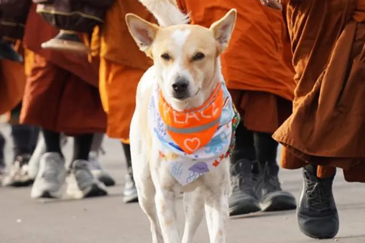 A white dog wearing an orange bandana walks in front of a group of monks wearing robes