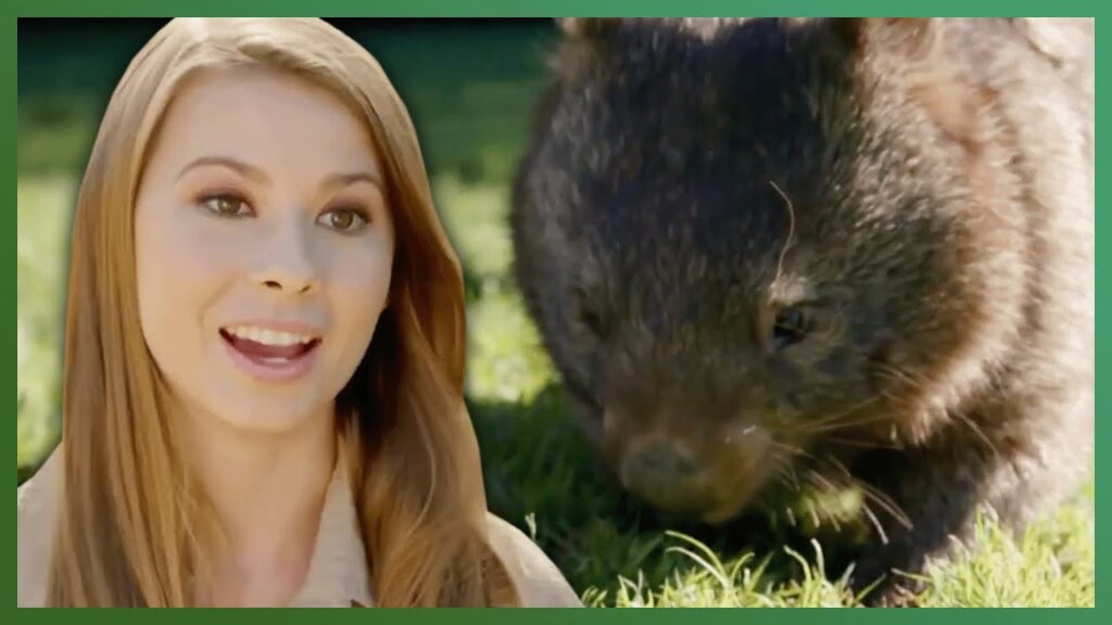 Bindi Irwin, a young woman, juxtaposed over an image of a wombat grazing in the grass