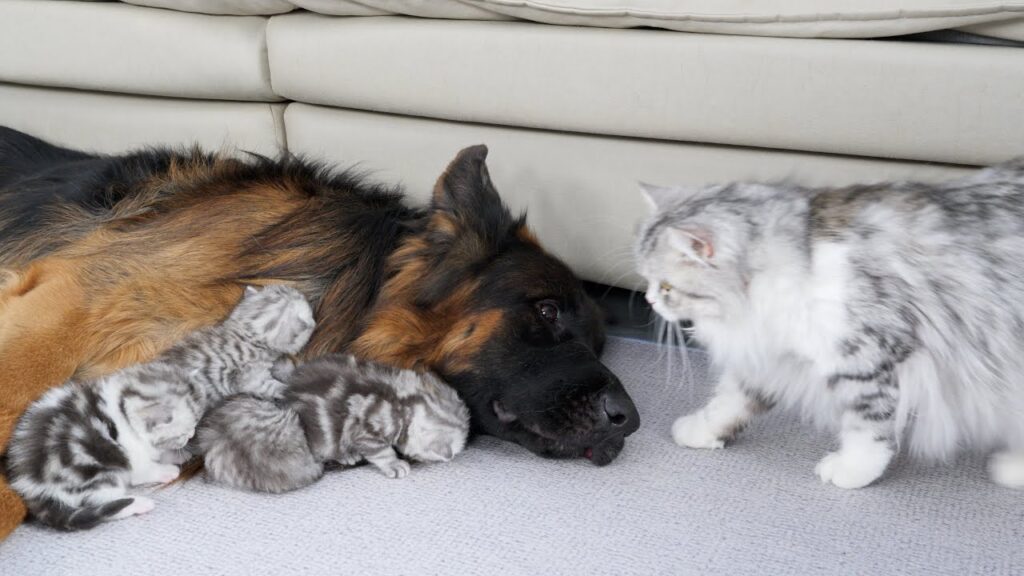 A German Shepherd dog cuddles with kittens while the kittens' mother looks on.
