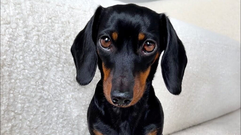 a dachshund dog with black fur and a tan muzzle looks up at you.