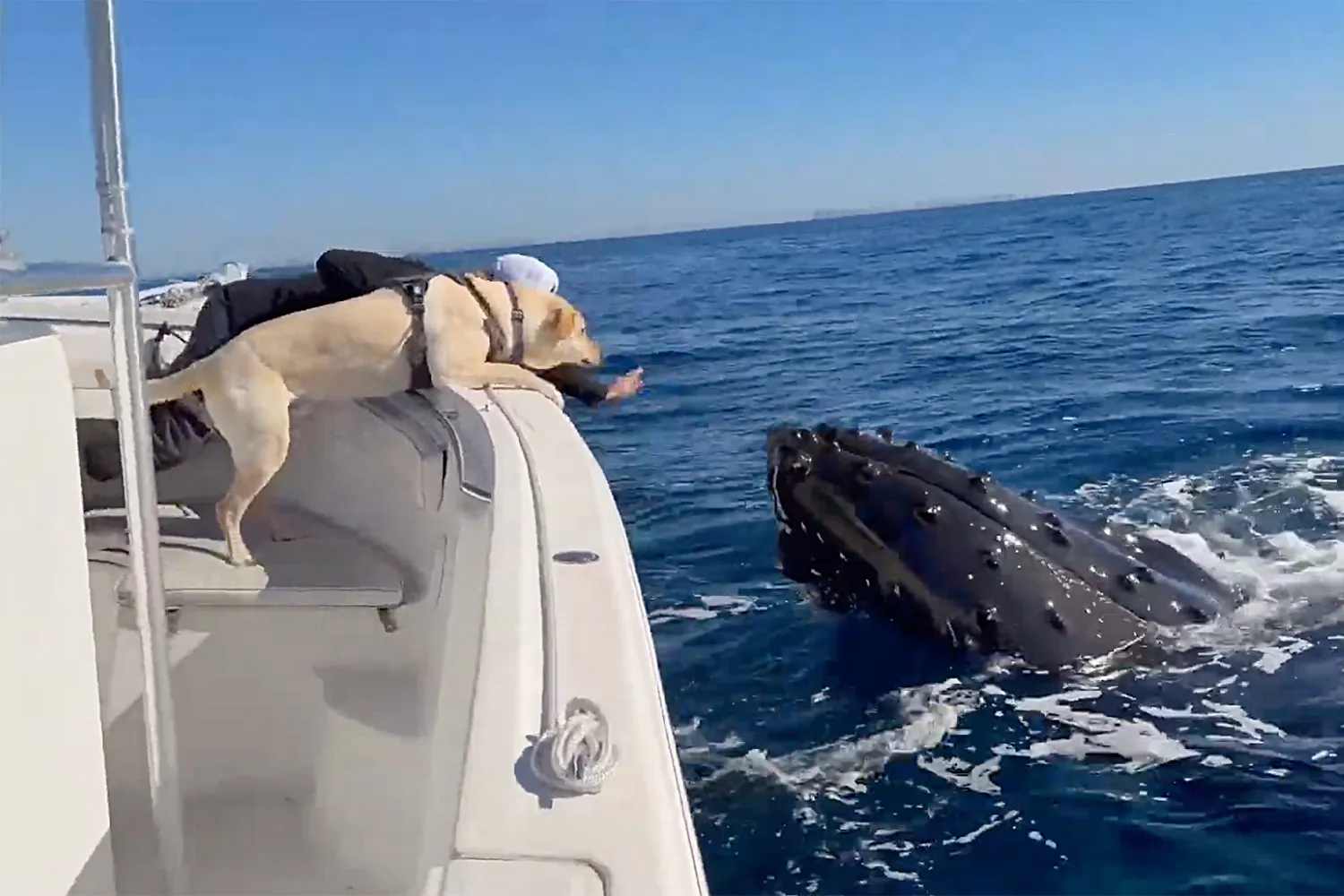 A Golden retriever dog leans over the edge of a boat looking down at a humpback whale in the water