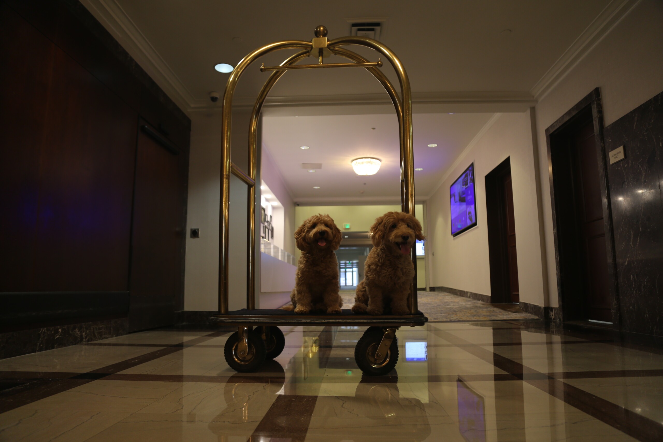 Two dogs sit on a hotel baggage cart inside a long hallway
