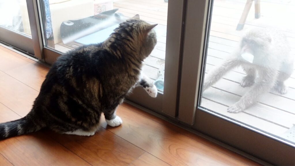 Maru the cat looks through a sliding glass door at a macaque monkey standing on a wooden deck.
