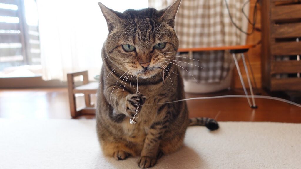 Hana, a cat, holds a bell toy in her mouth and hits it with her paw.