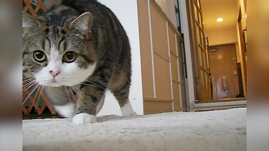Maru the cat walks low as if stalking something