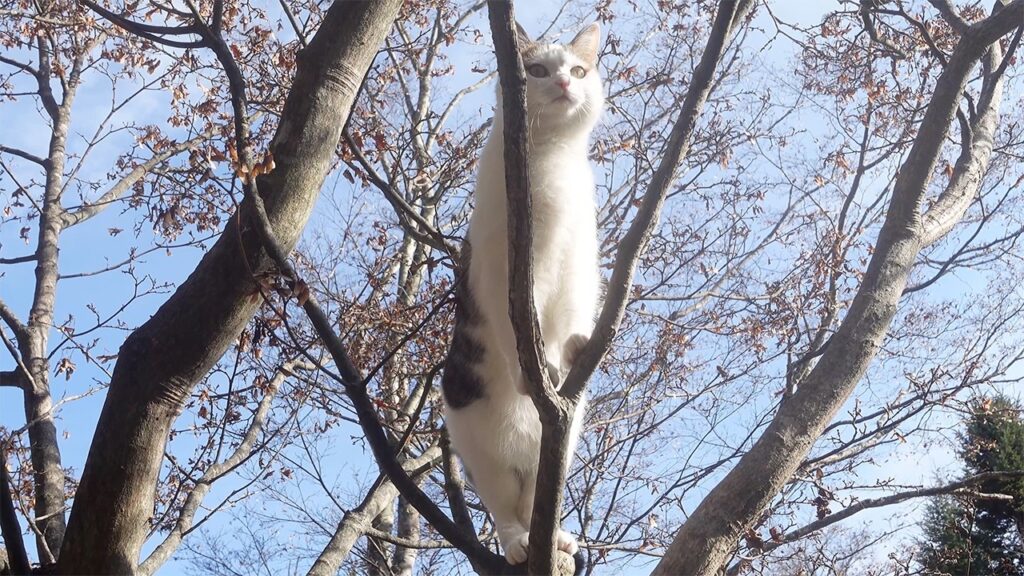 A white cat standing on a tree branch, photographed from below.