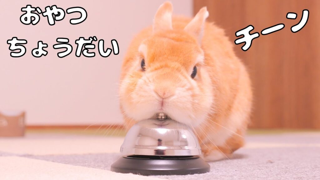 A rabbit with light brown fur rests his chin on a hotel desk bell