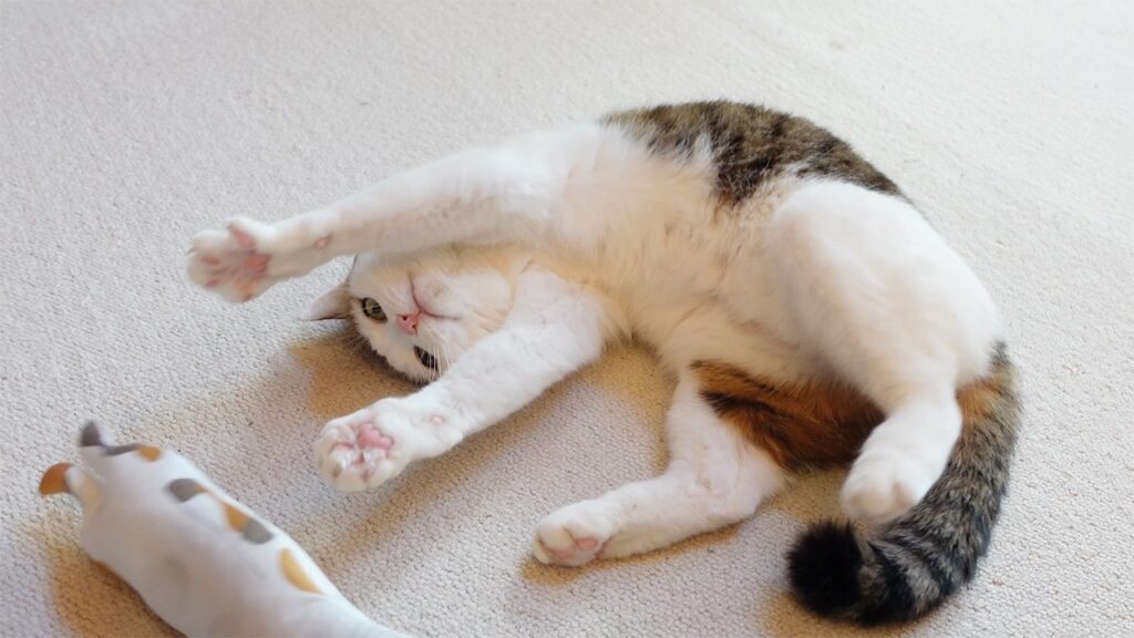 A cat with white fur and dark patches on her back plays with a toy