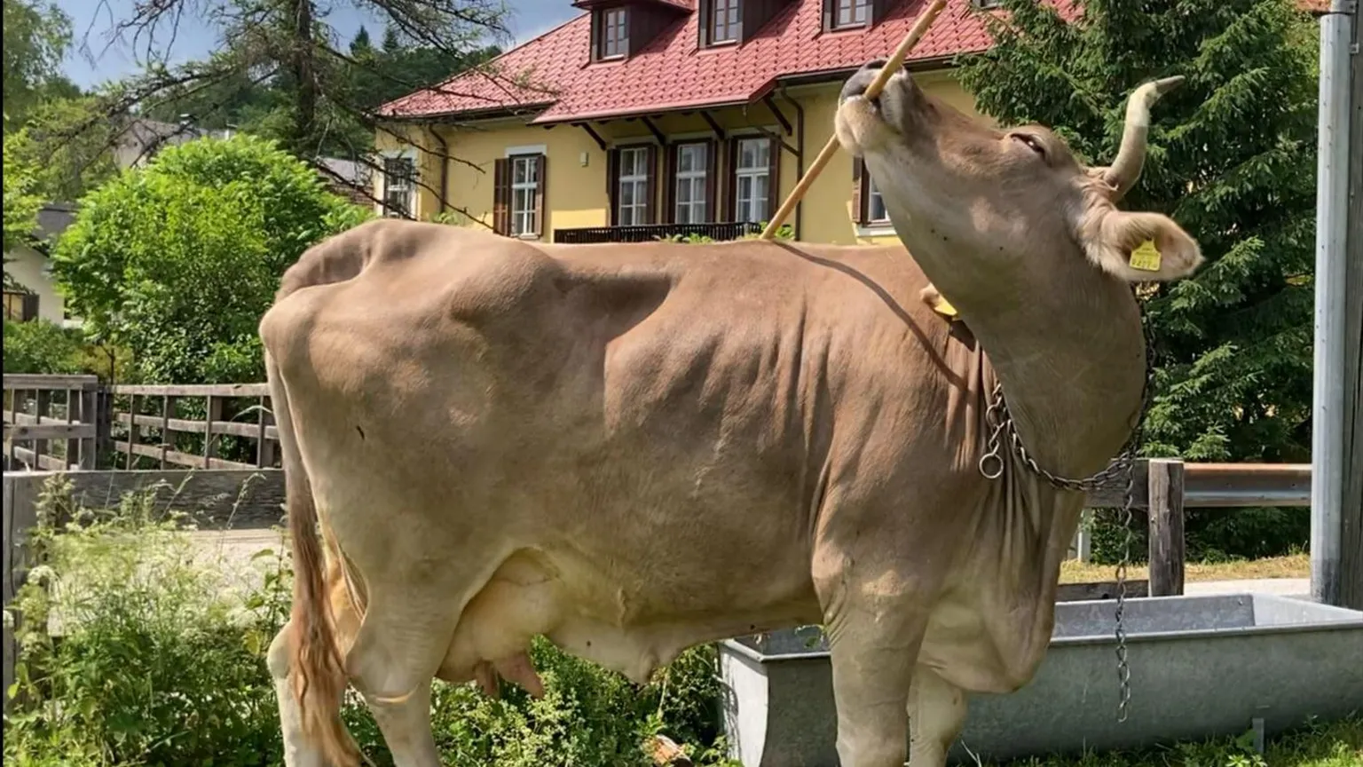 A cow uses a stick held in its mouth to scratch its back.