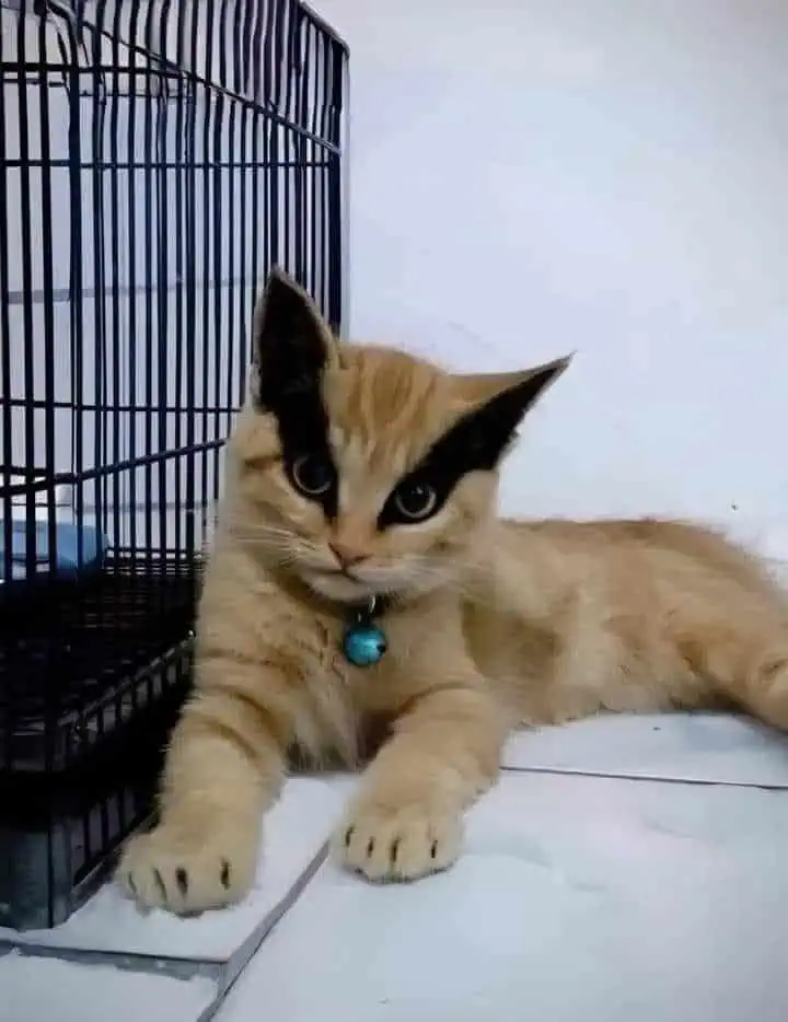 A cat with unusual dark markings around its eyes that lead all the way up to its ears