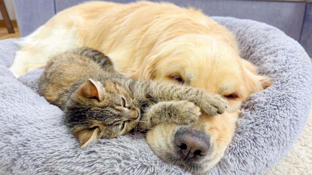 A gray striped kitten lies on the floor next to a golden retriever dog. The kitten has its front paws across the dog's nose.
