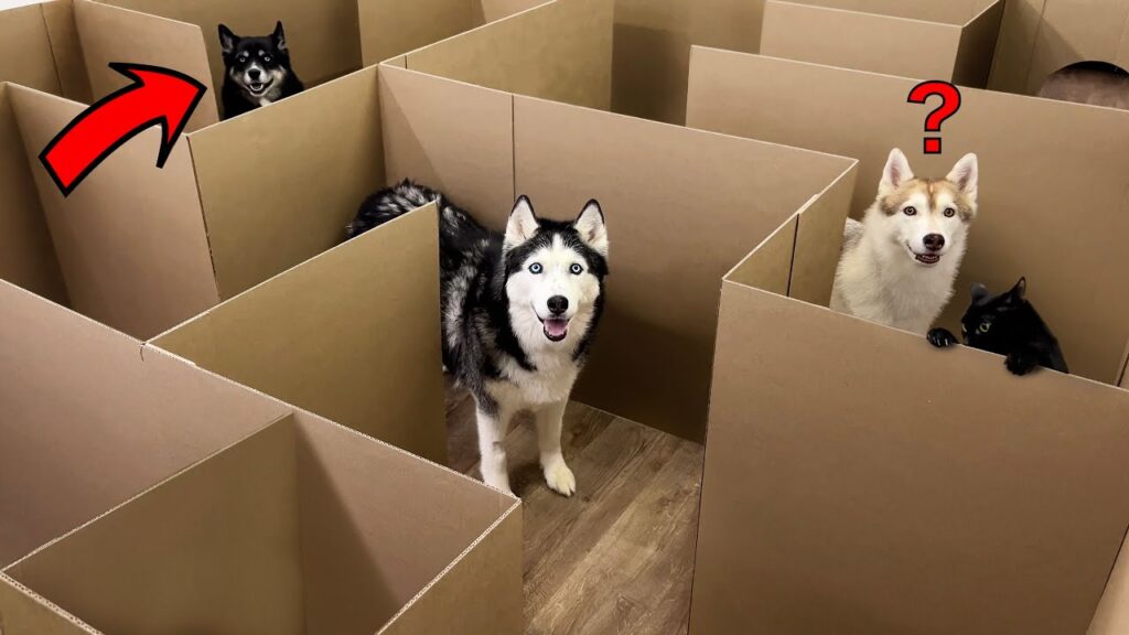 Three dogs stand inside a maze built from sheets of cardboard