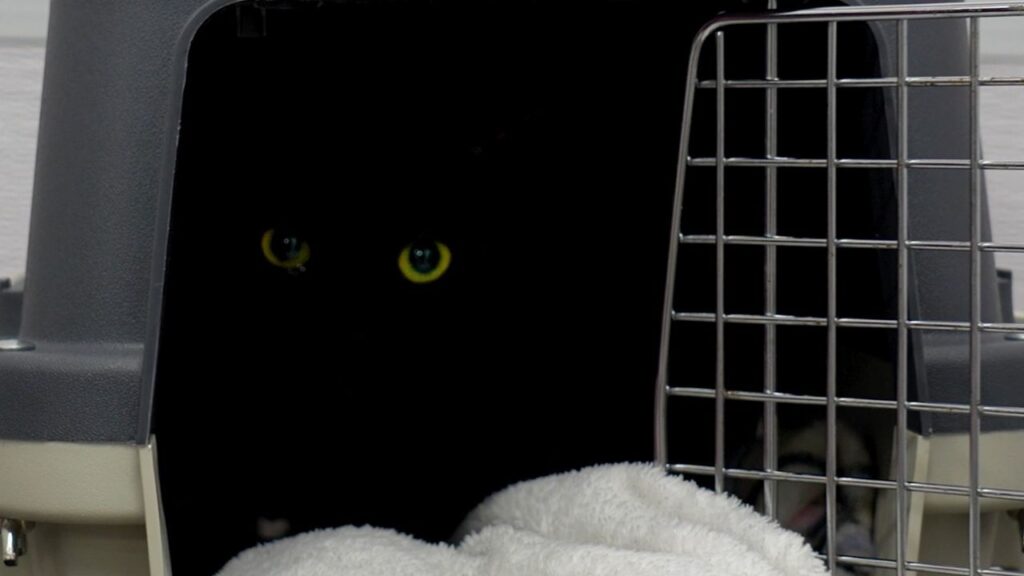 A pair of yellow cat eyes look from within a darkened pet carrier.