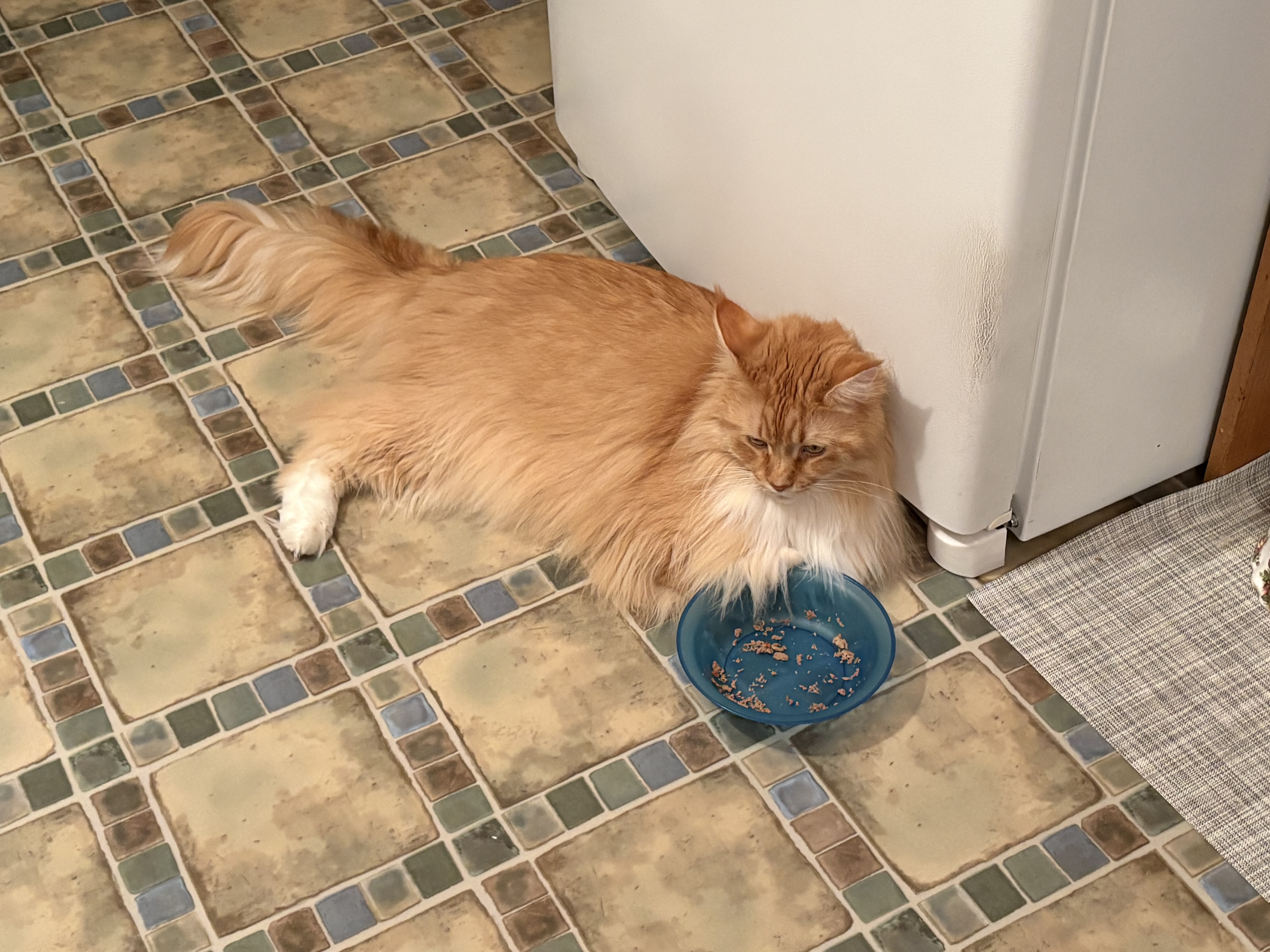 A Maine Coon cat with orange fur sits next to her supper dish, which is empty except for a few morsels of cat food.