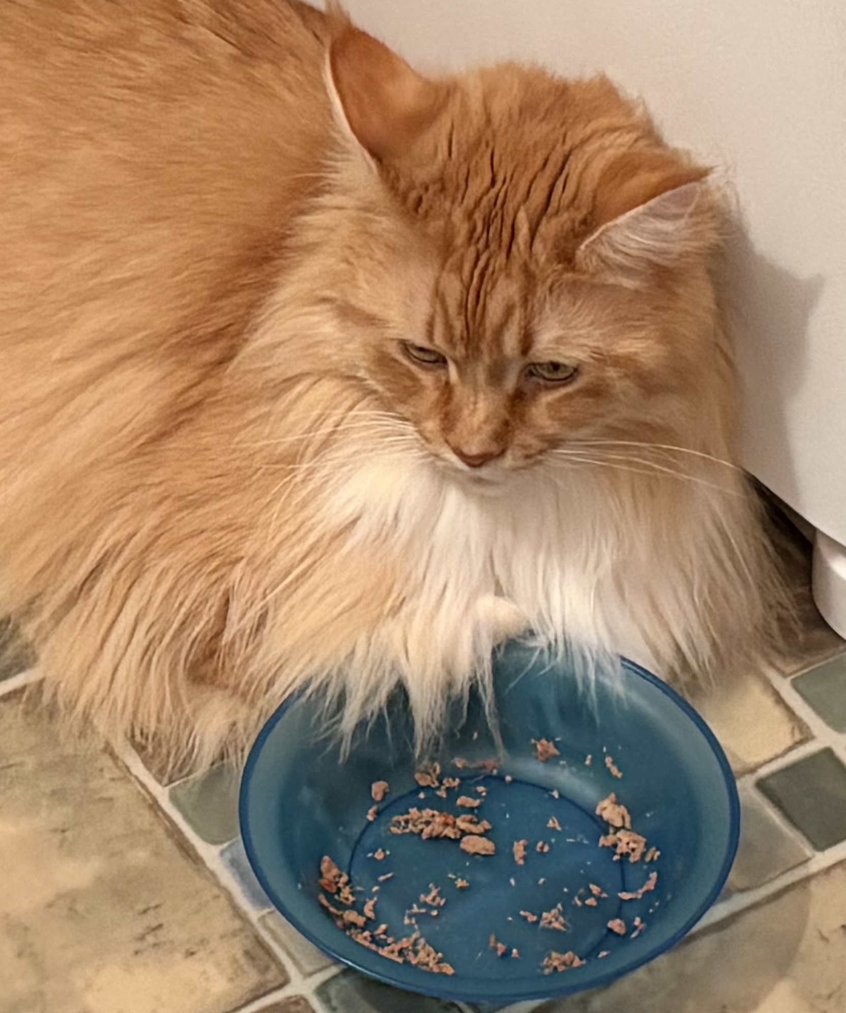 A Maine Coon cat with orange fur sits next to her supper dish, which is empty except for a few morsels of cat food.