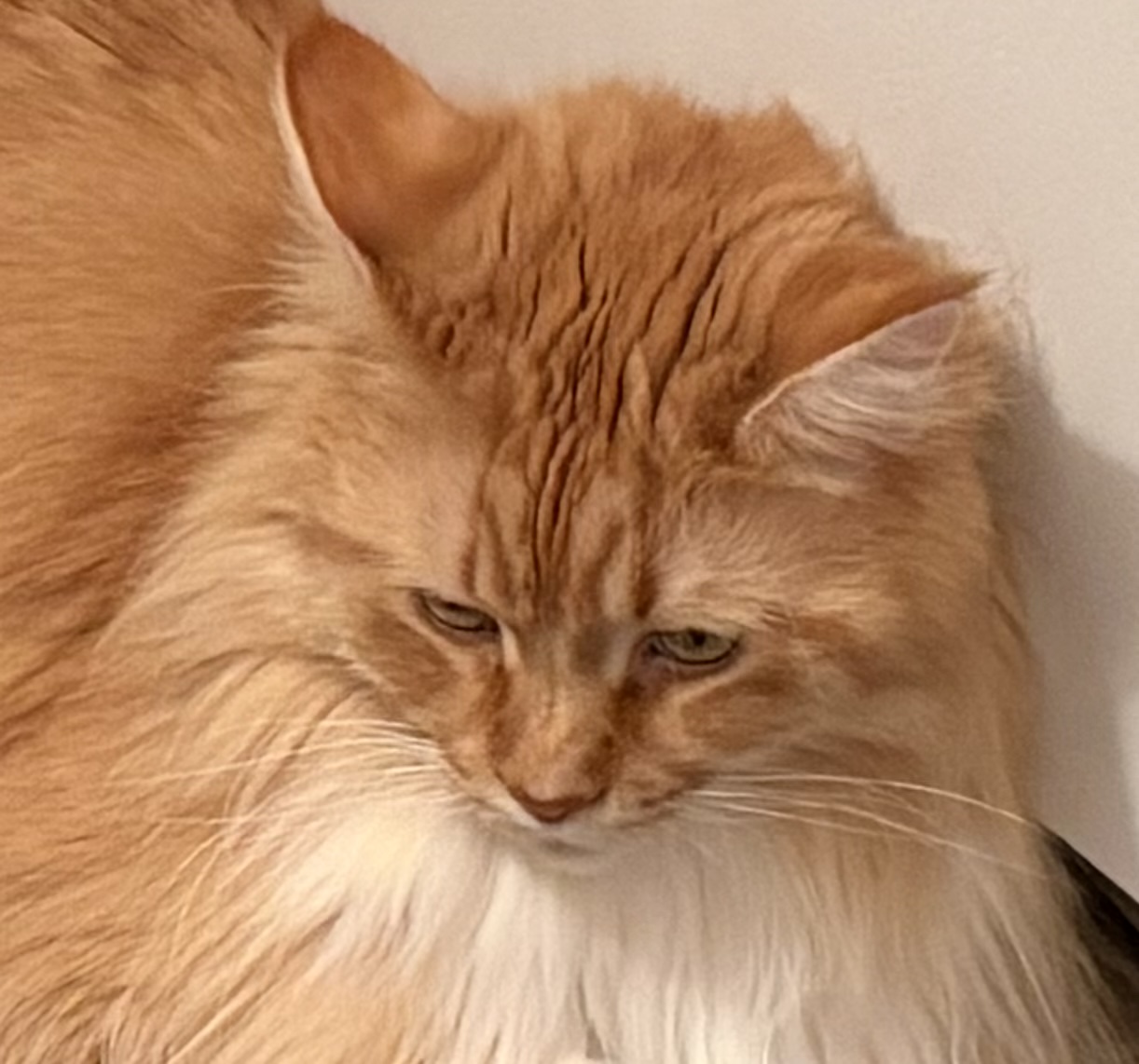 A Maine Coon cat with orange fur.