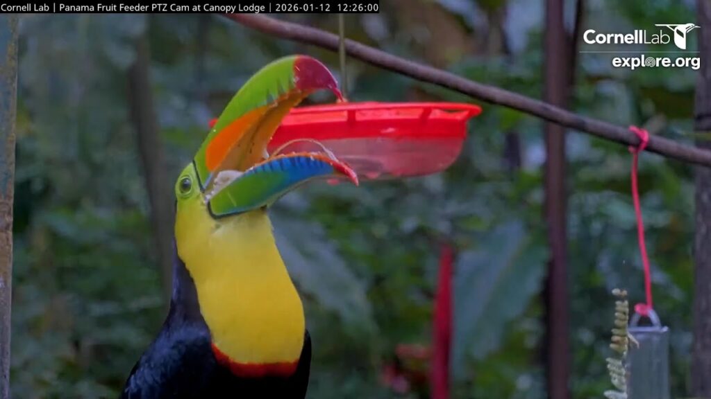 Photo of a toucan bird with a large piece of banana going down its mouth, helped by its thin tongue.