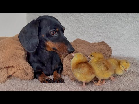A black and tan dachshund dog lies under a blanket looking at three baby chicks.